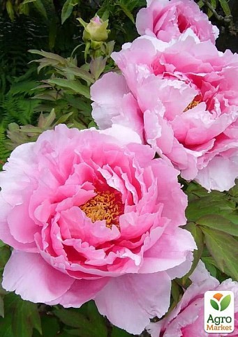 півонія деревовидна картинка