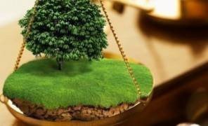 Картинка: Часть леса под Киевом вернули государству