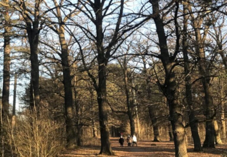 Фото: «Лес и озеро» КГ - Участок 1